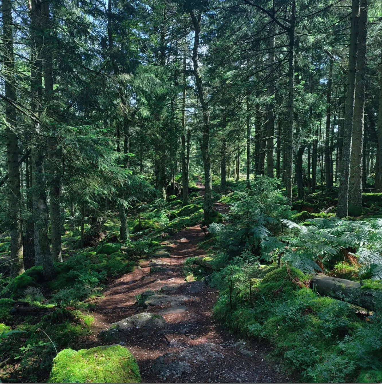 Sentier en forêt entre les mousses et les sapins