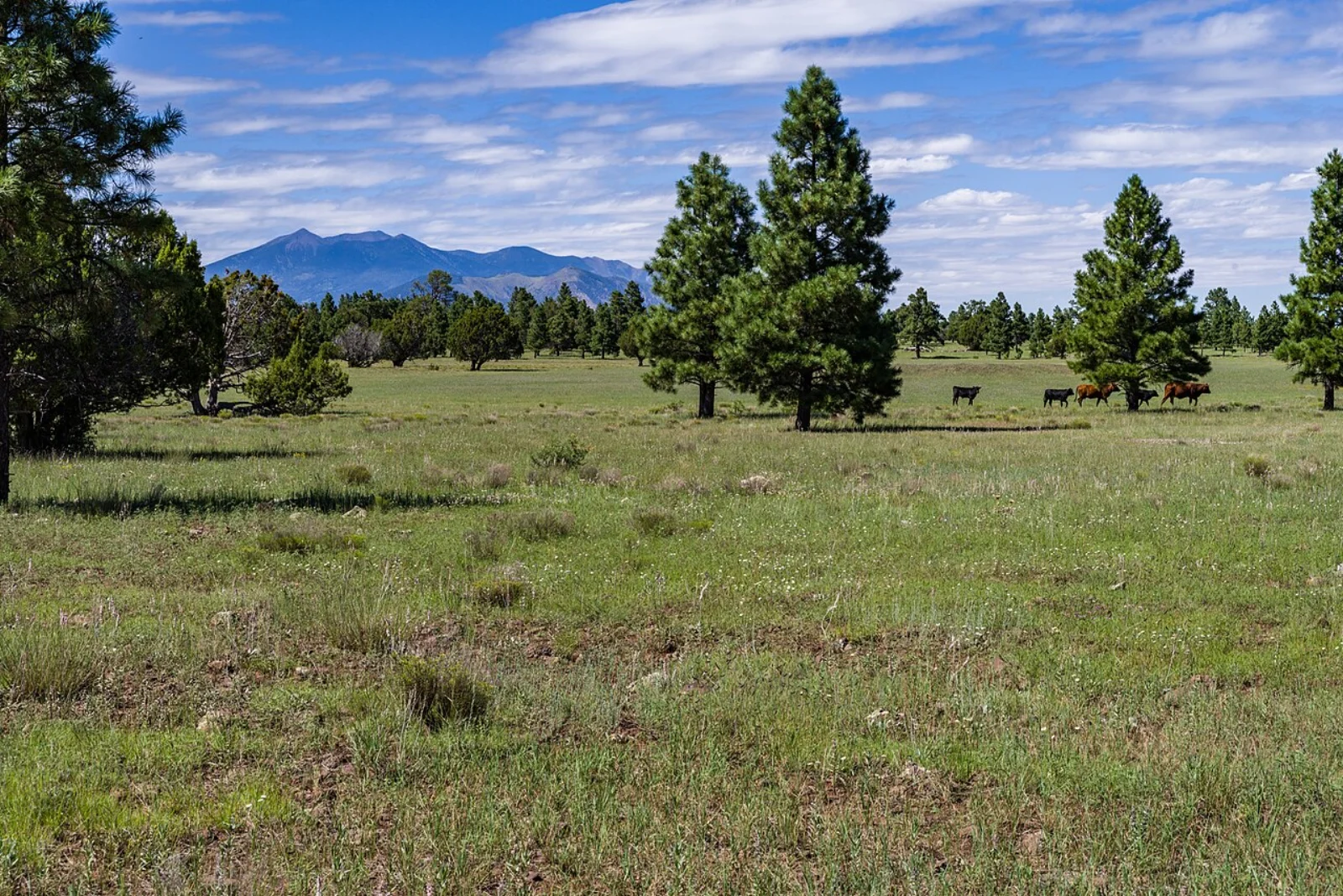 View of the San Francisco Peaks from Anderson Mesa on the Arizona Trail