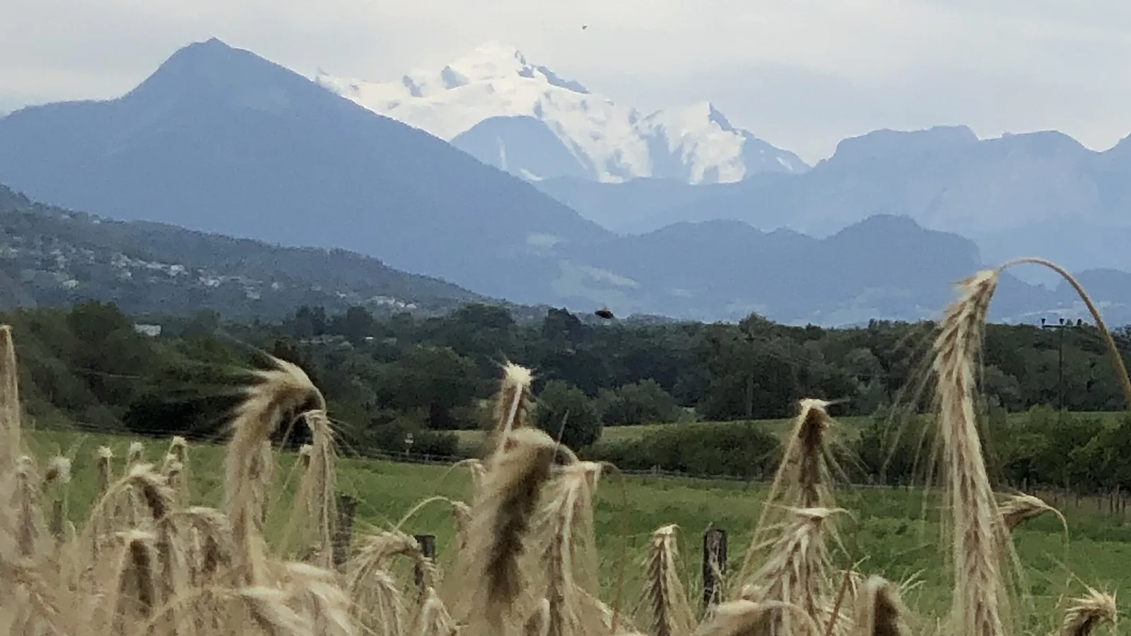 Wheat field in the Geneva countryside with Mont Blanc in the distance.
