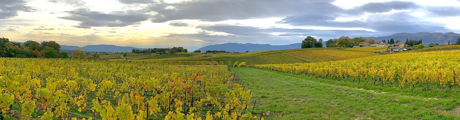 Vignobles de Satigny.