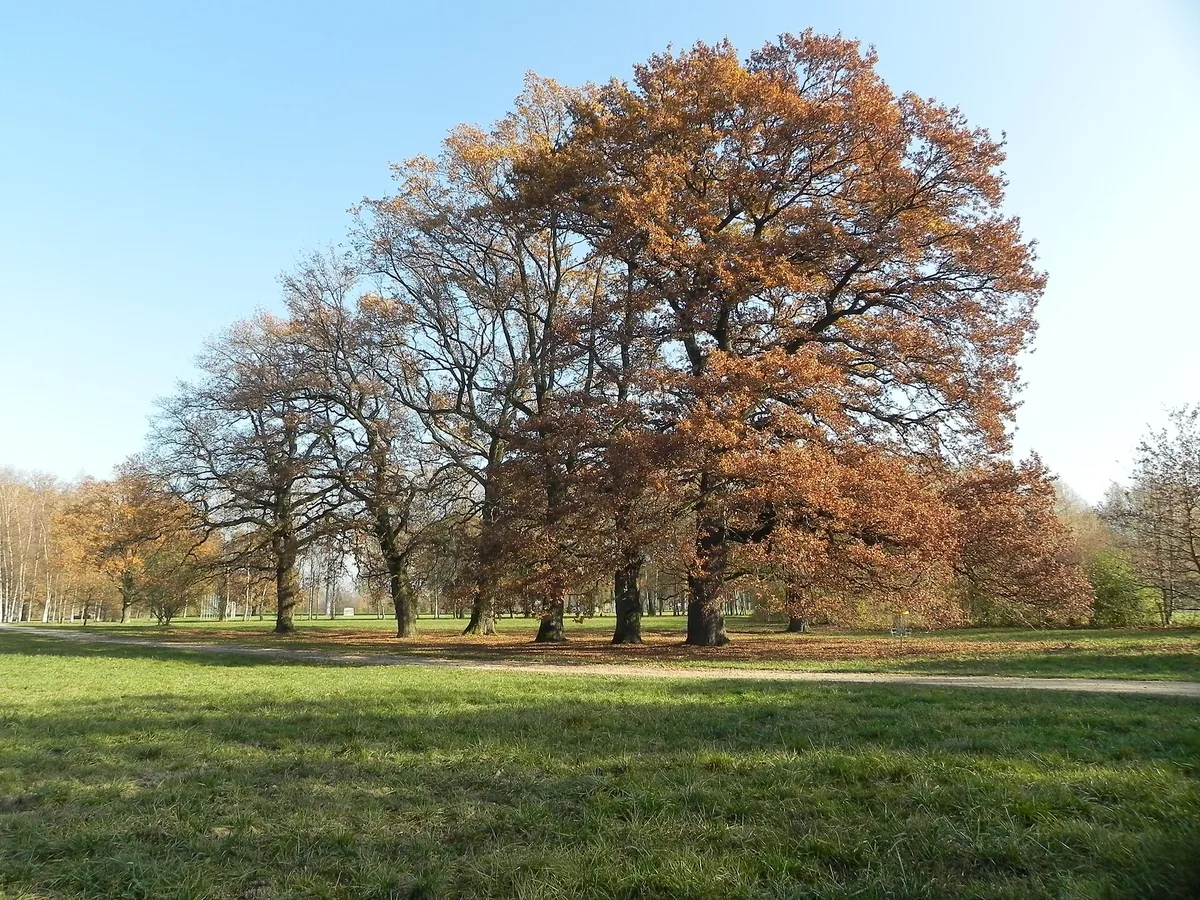 Promenade dans le parc des Evaux, à Onex.