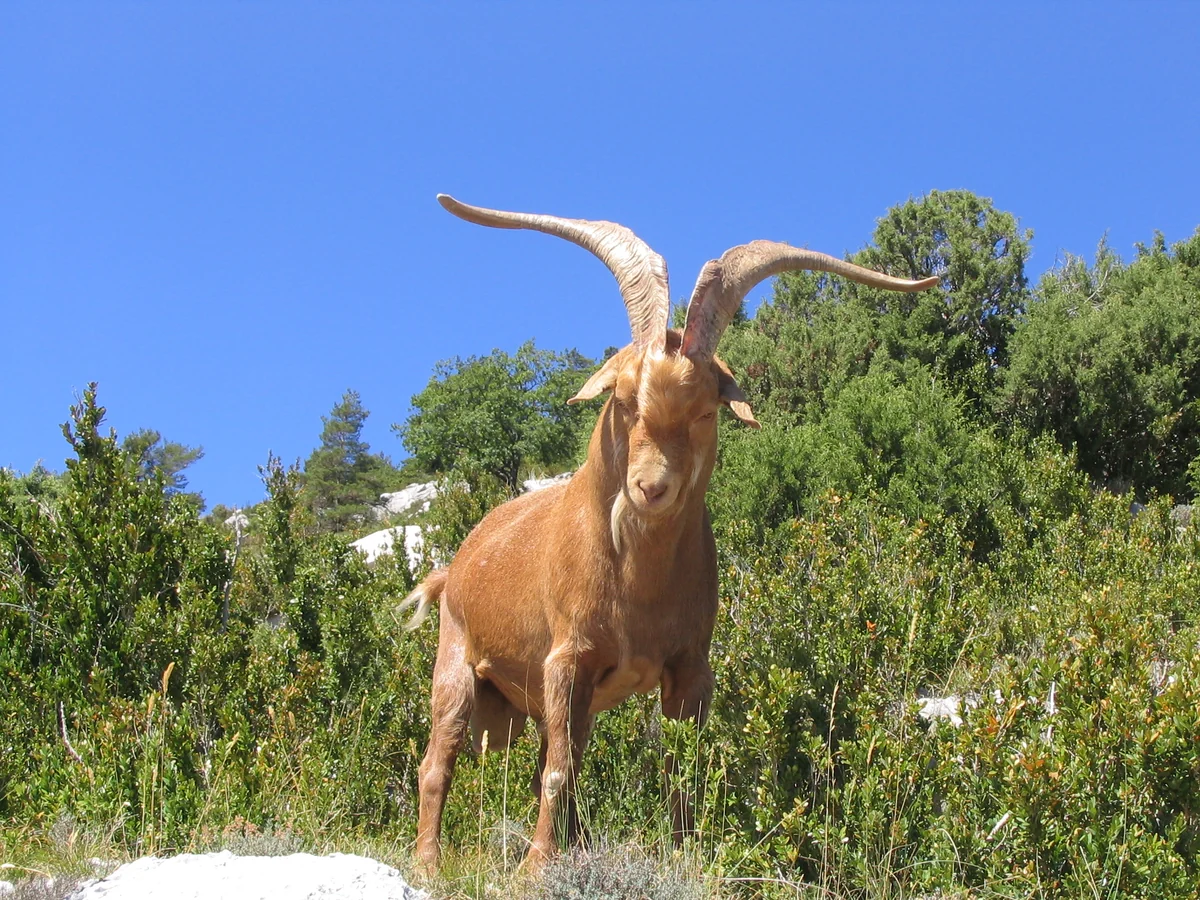 Chèvre dans les montagnes au-dessus des gorges du Verdon