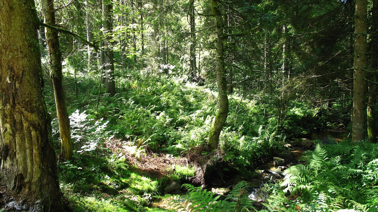 Sous-bois de la forêt près de Bussang, dans les Vosges.
