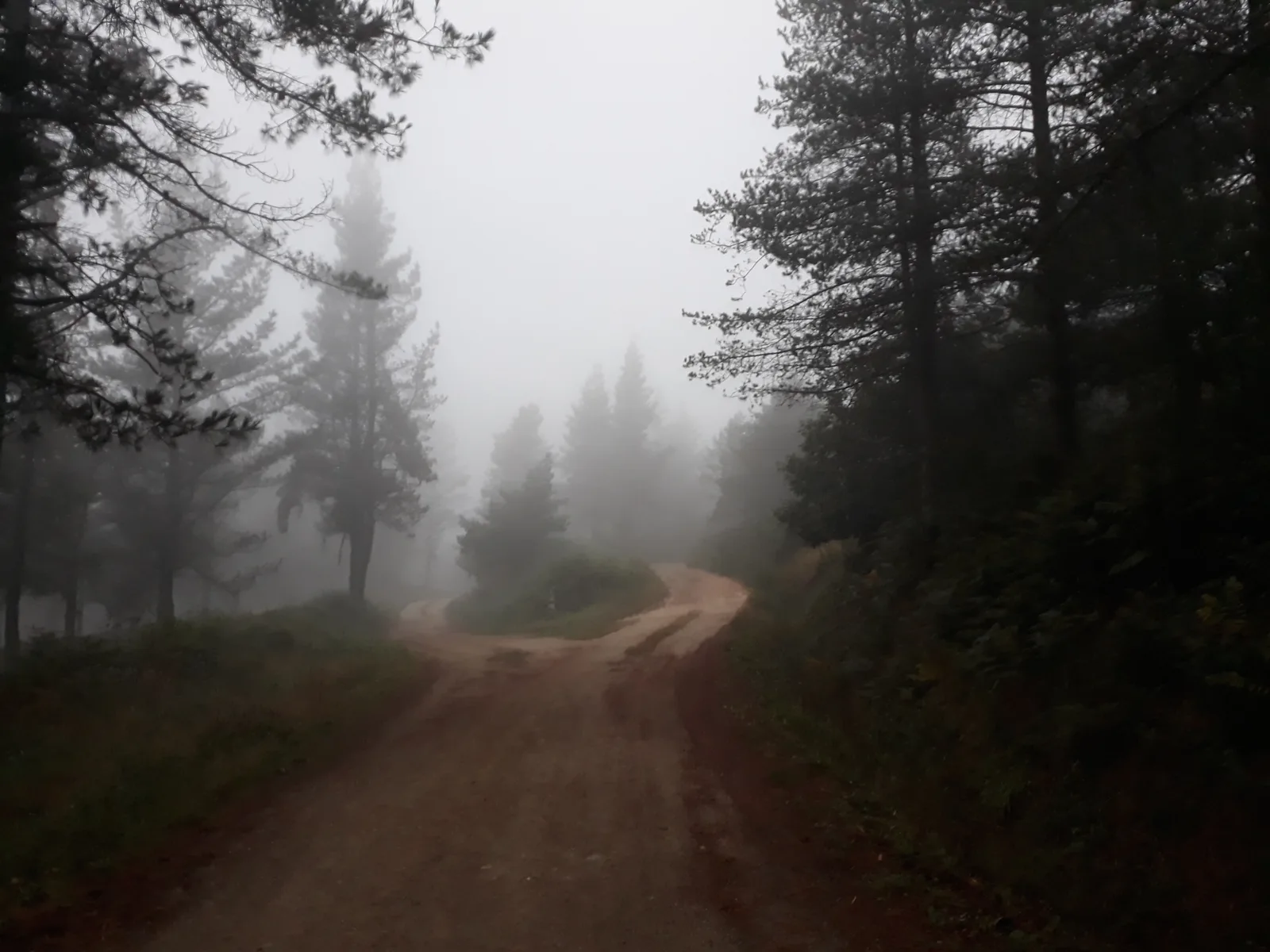 Woodland path on the Camino Primitivo near Castroverde, Galicia