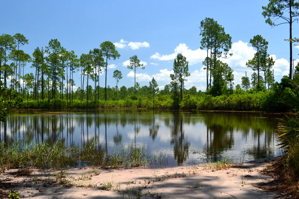 Un tramo del Florida Trail fotografiado en el condado de Putnam, Florida.