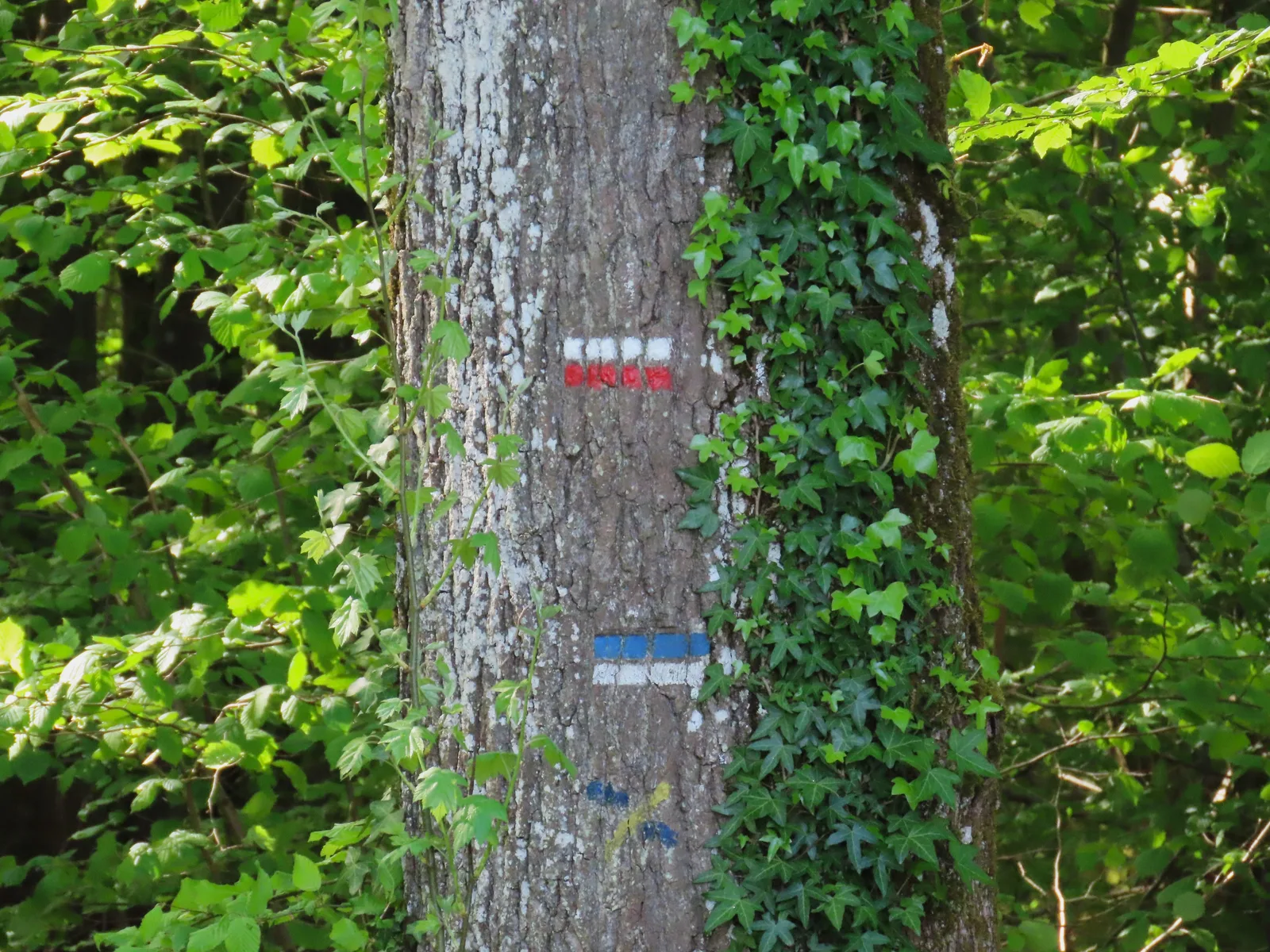 GR 1 and Via Turonensis waymark at Dampierre-en-Yvelines
