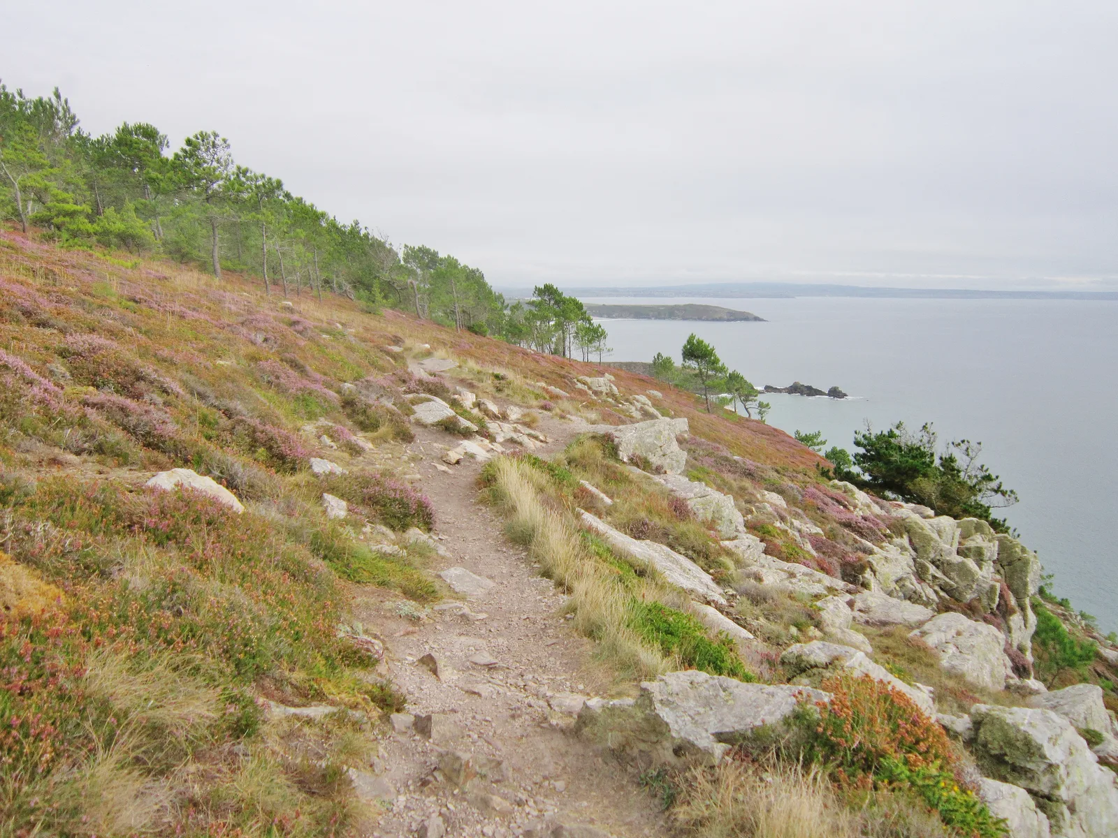 The GR 34 through heath on the Guern cliffs at Crozon