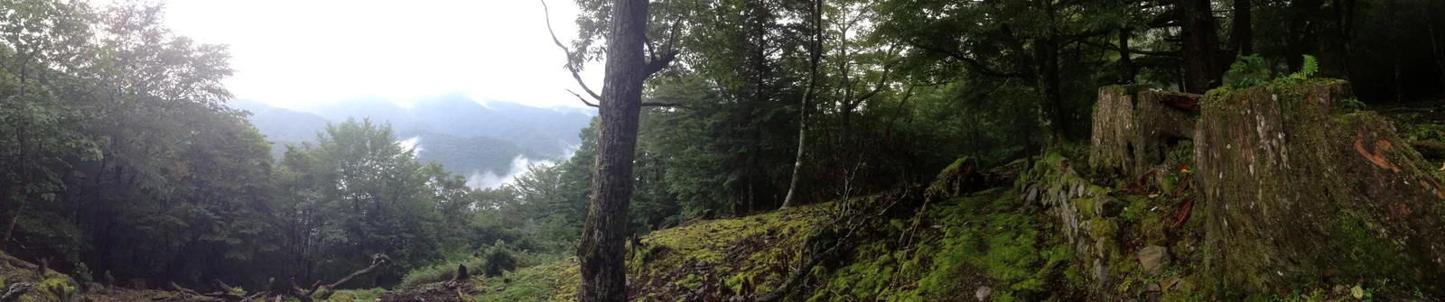 Bosque de la ruta Kōhechi del Kumano Kodō