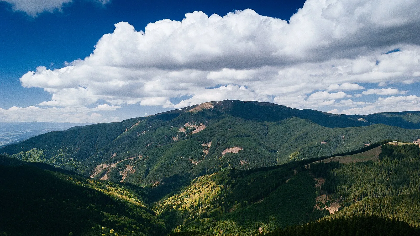 Crêtes boisées des monts Giumalău, dans les Carpates de Bucovine