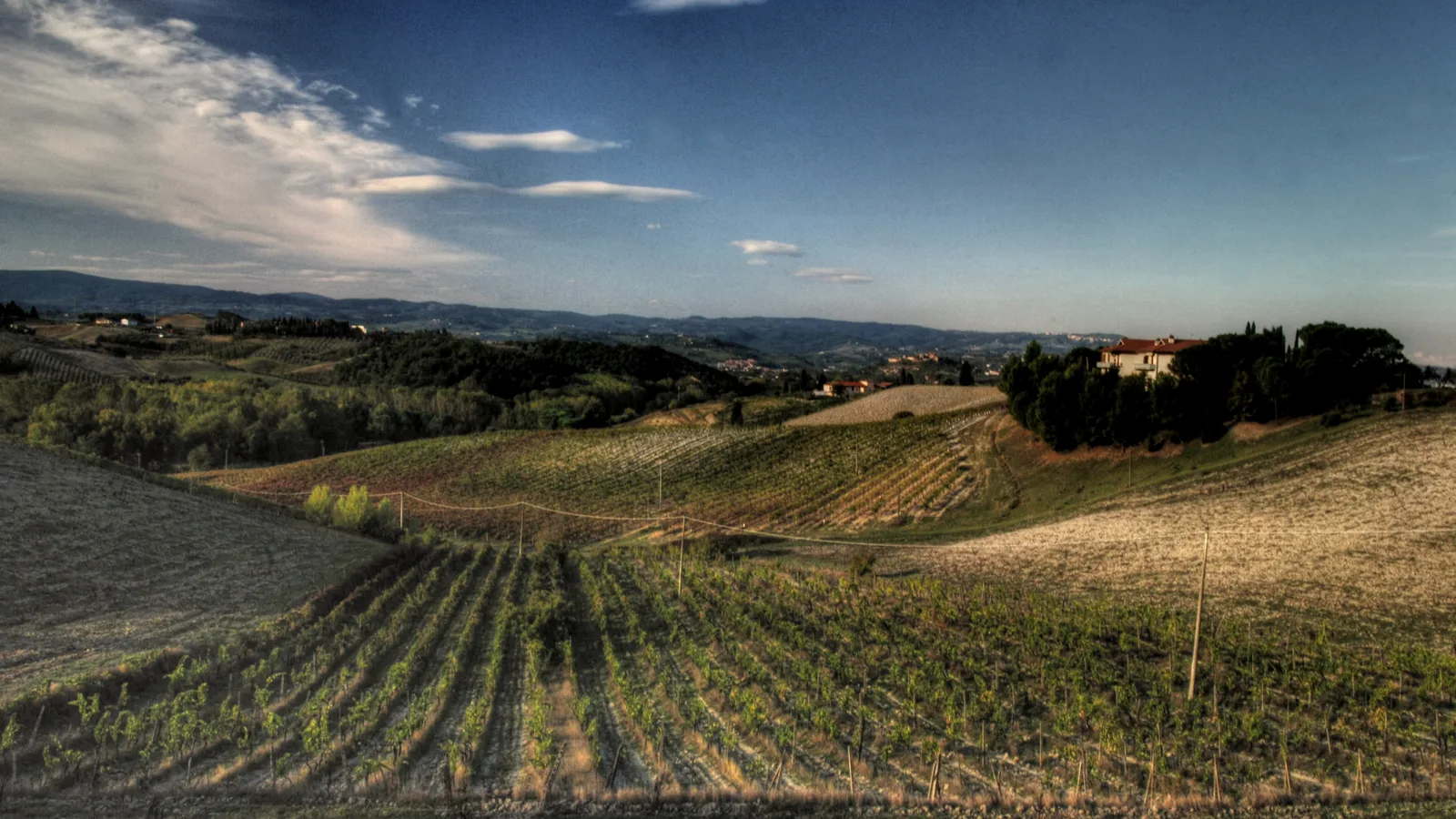 Rangées de vignes dans le Chianti, en Toscane